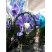 Орхидея фиолетовая каскад